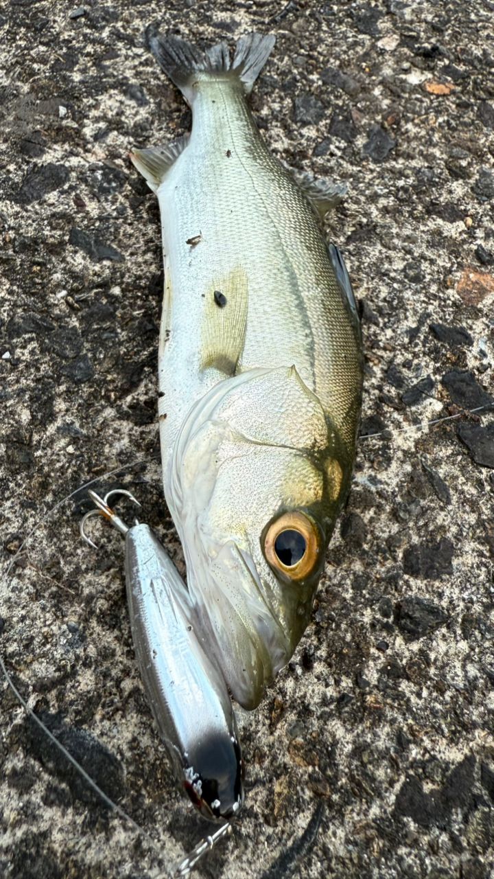 アカエイ