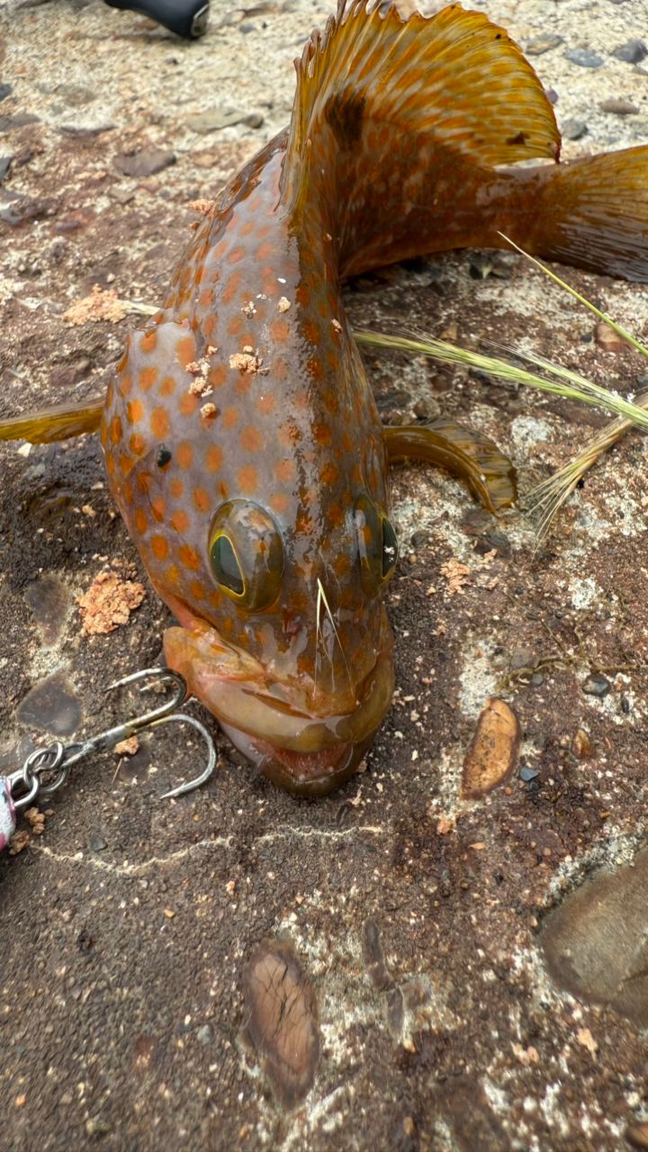 アカエイ