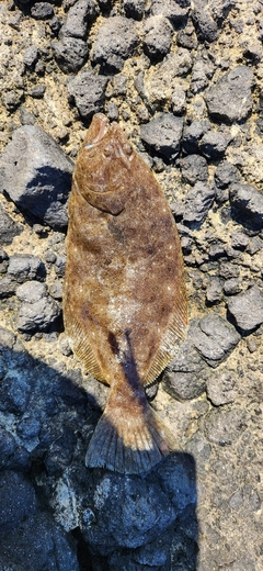 ヒラメの釣果