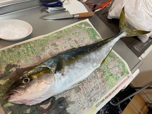 ヒラマサの釣果