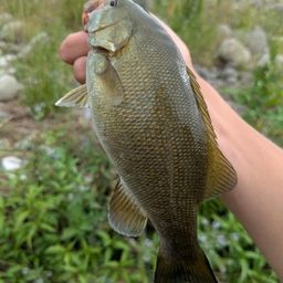 スモールマウスバス