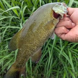 スモールマウスバス