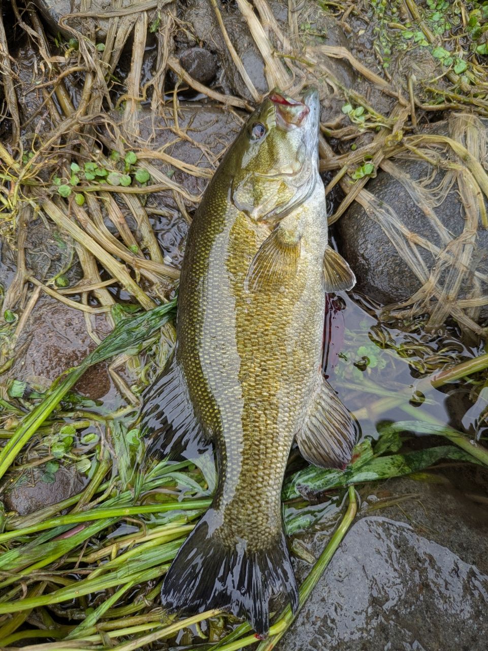 スモールマウスバス