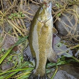 スモールマウスバス