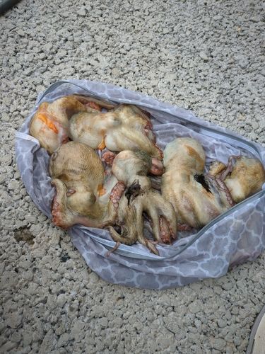 マダコの釣果