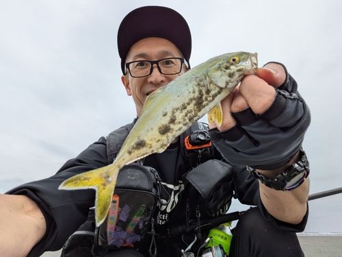 ワカシの釣果