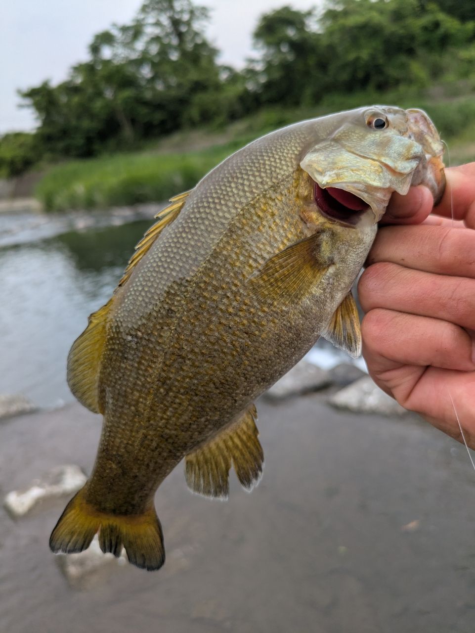 スモールマウスバス