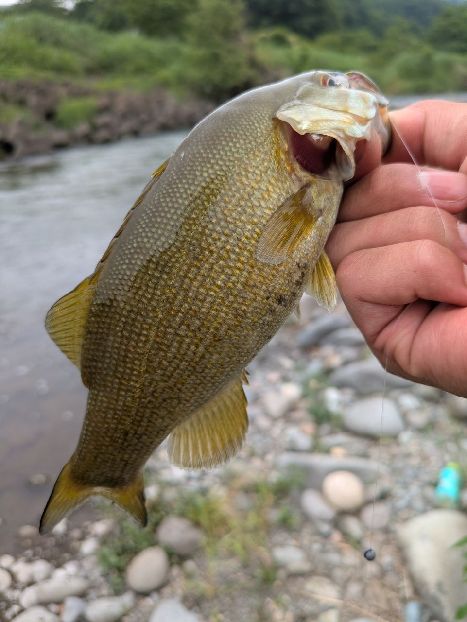 スモールマウスバス