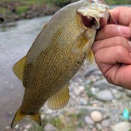 スモールマウスバス