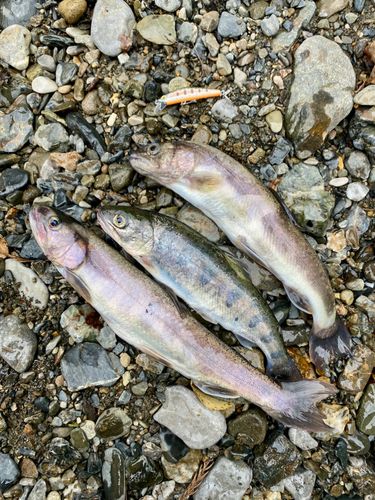 イワナの釣果