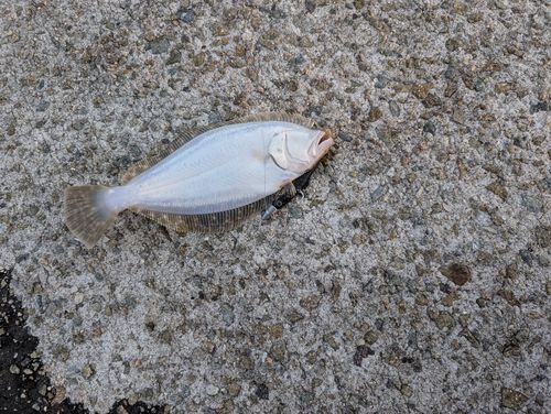 ソゲの釣果