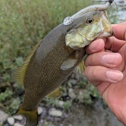 スモールマウスバス