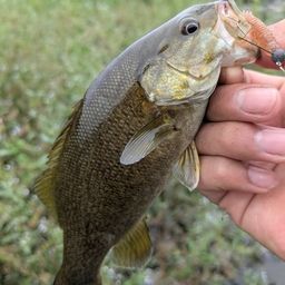 スモールマウスバス