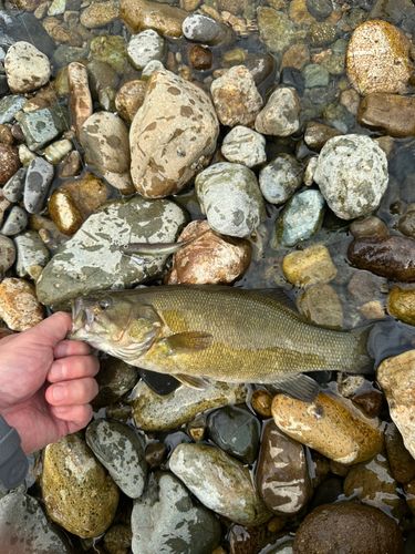 スモールマウスバスの釣果