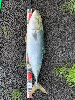 ブリの釣果