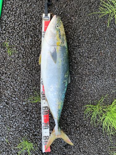 ブリの釣果