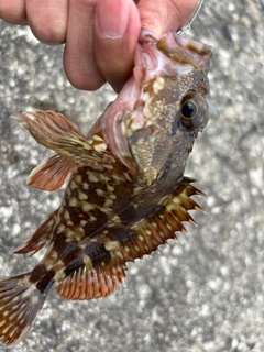 カサゴの釣果