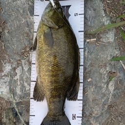 スモールマウスバス