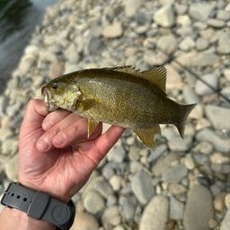 スモールマウスバス