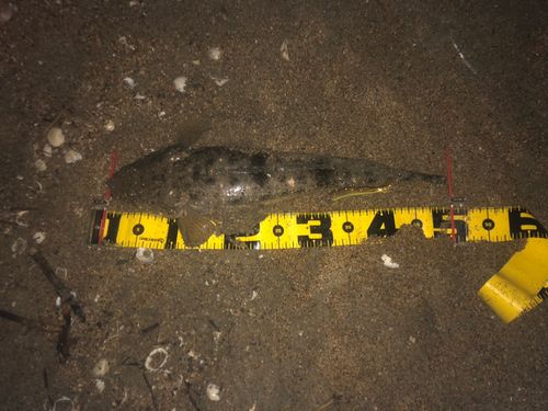 マゴチの釣果