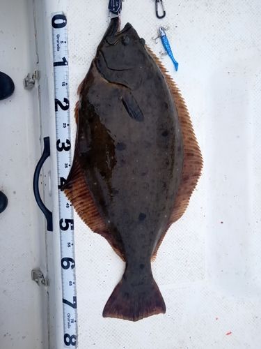 ヒラメの釣果