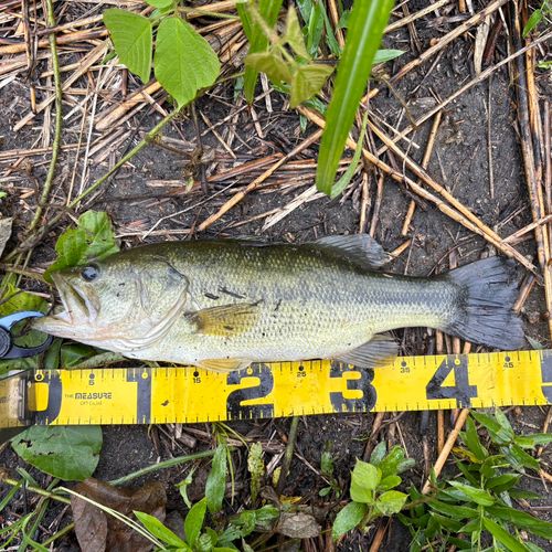 ブラックバスの釣果