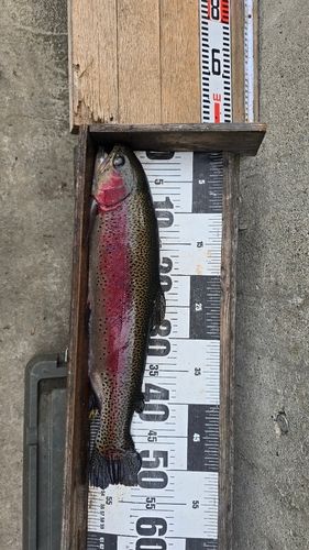 ニジマスの釣果