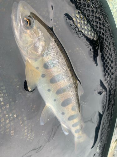 ヤマメの釣果