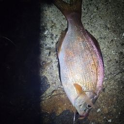 ウミタナゴ
