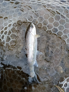 ヤマメの釣果