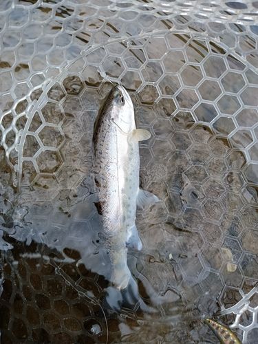 ヤマメの釣果