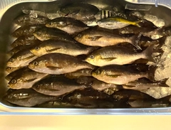 イサキの釣果