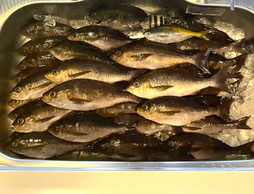 イサキの釣果