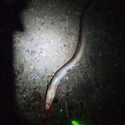 アナゴ