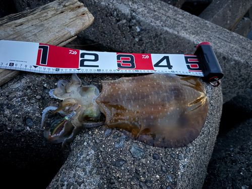 アオリイカの釣果