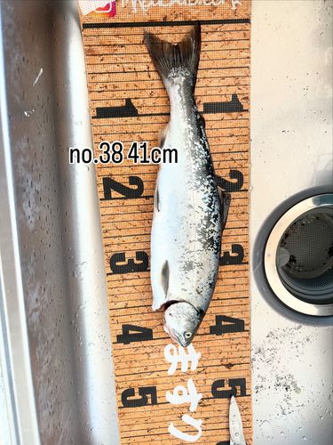 サクラマスの釣果
