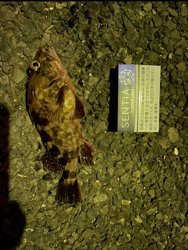 カサゴの釣果
