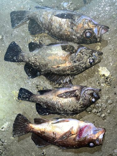 メバルの釣果