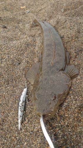 マゴチの釣果