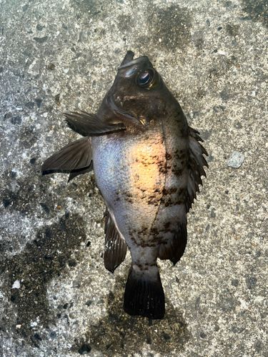 メバルの釣果