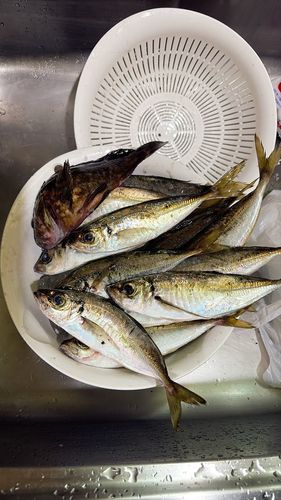 アジの釣果
