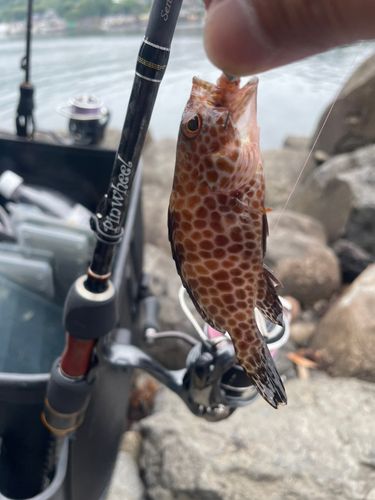 イナダの釣果