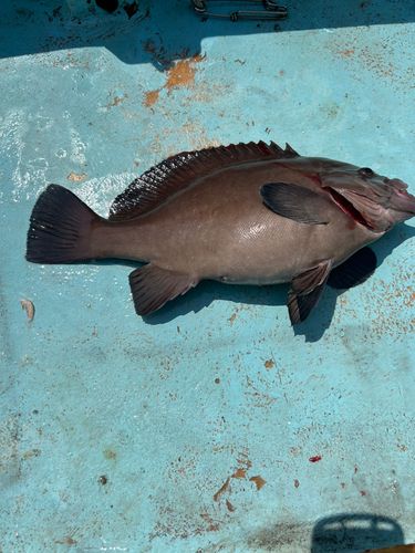 トビハタの釣果