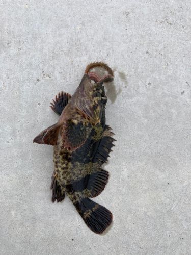 タケノコメバルの釣果