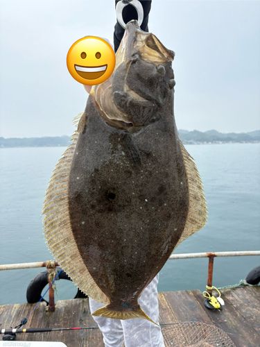 ヒラメの釣果