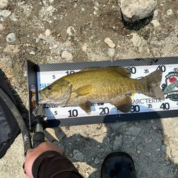 スモールマウスバス