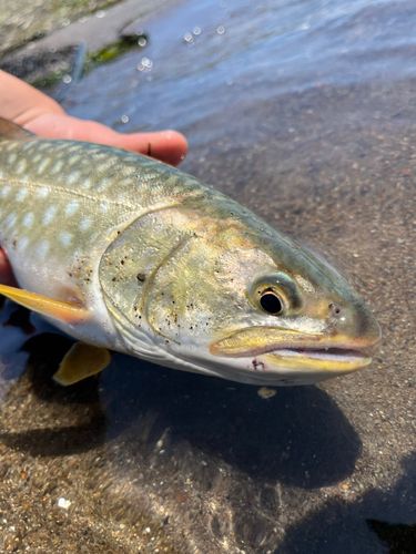 アメマスの釣果