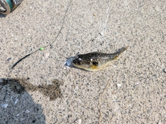 フグの釣果
