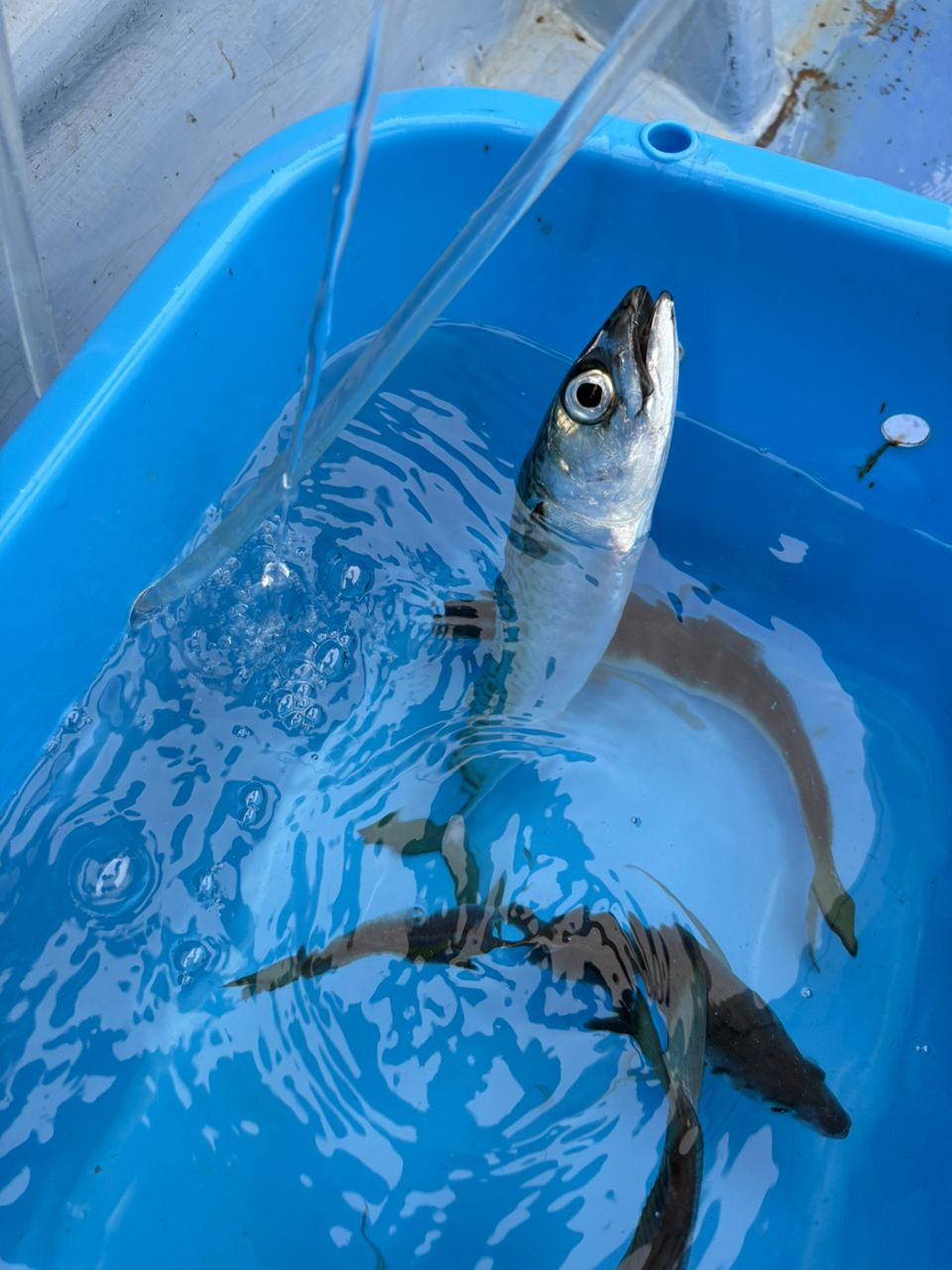 なんちゃって太公望さんの釣果 2枚目の画像