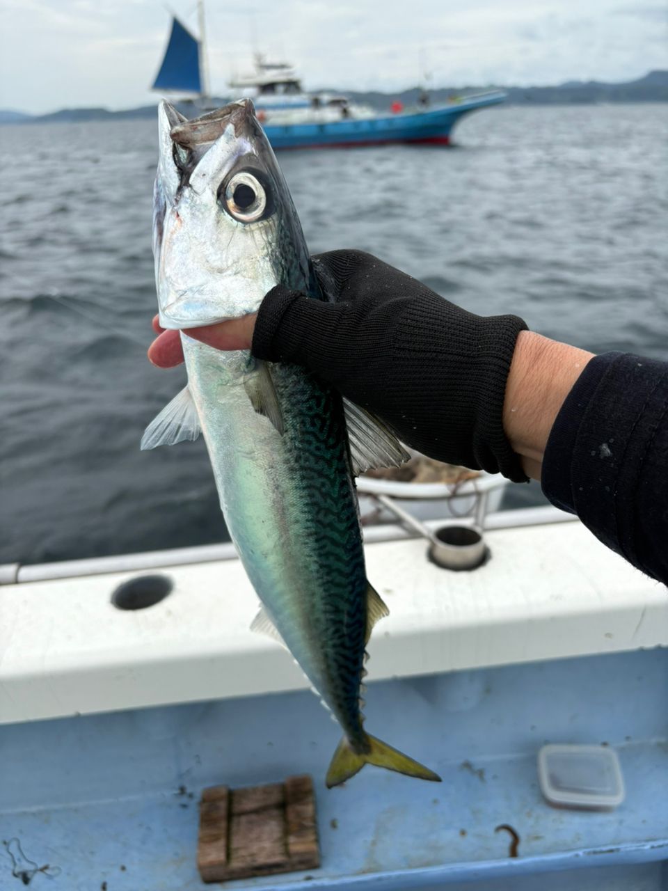 なんちゃって太公望さんの釣果 3枚目の画像